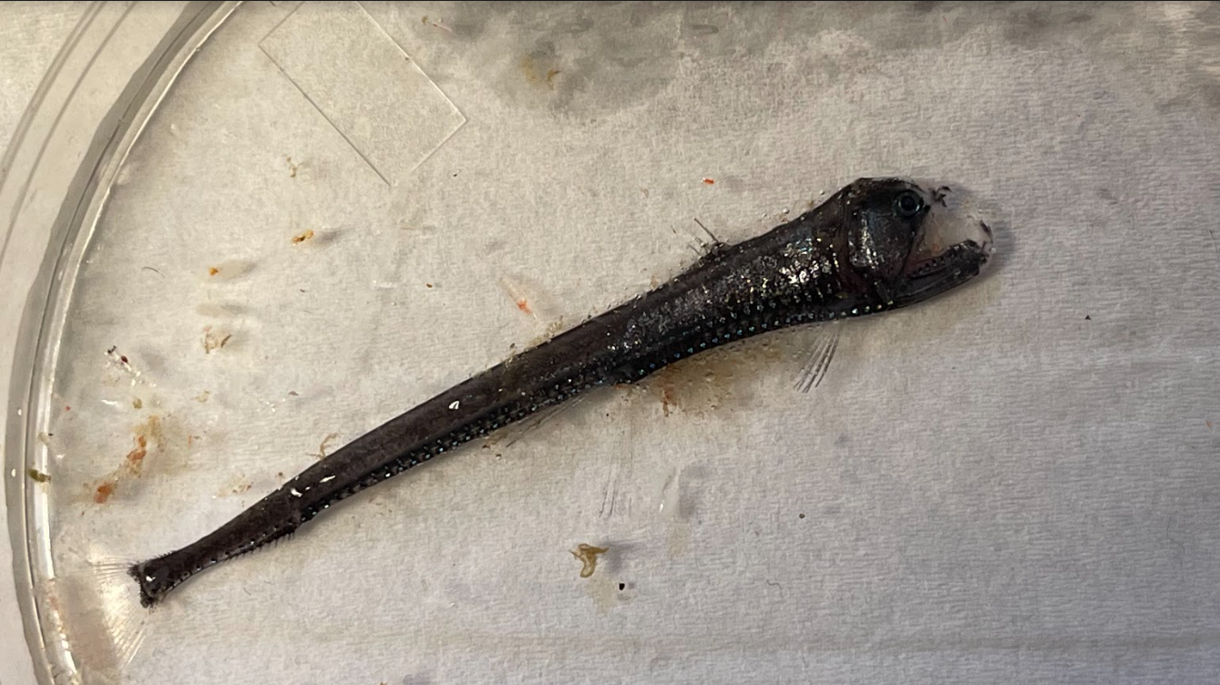Marvin viper fish